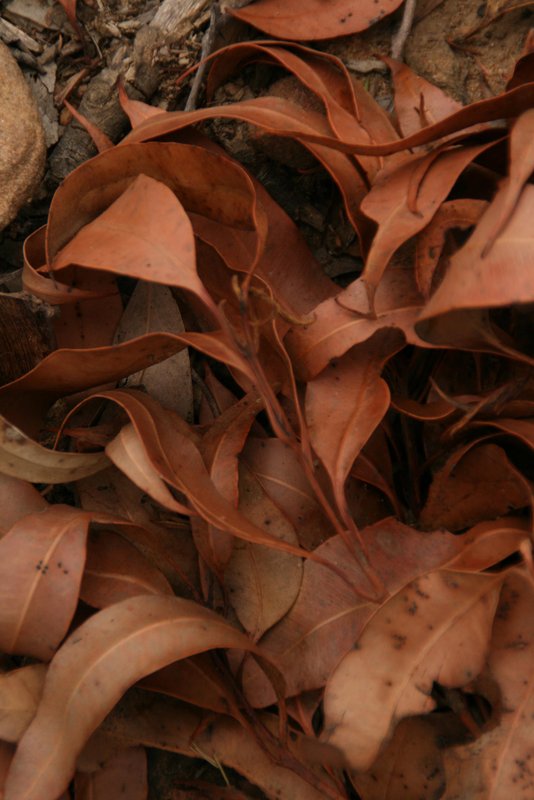 leaves-IMG_2381-s4w.jpg