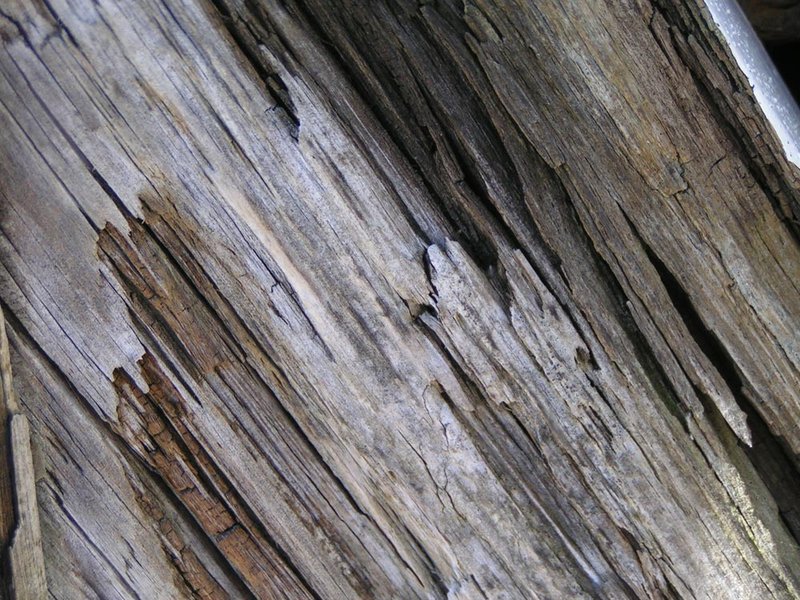 bark6-s4w.jpg