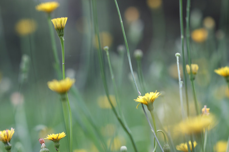 grass-IMG_5098-s4w.jpg