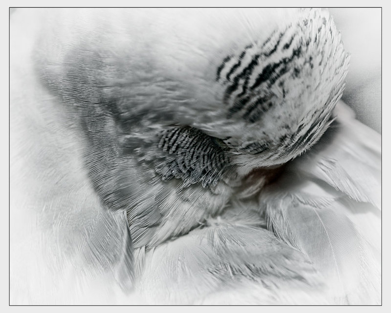 3-sept 09 macro. charlie the budgie