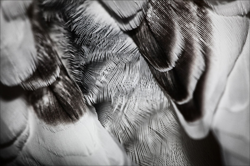 3-sept 09 macro. charlie's feathers