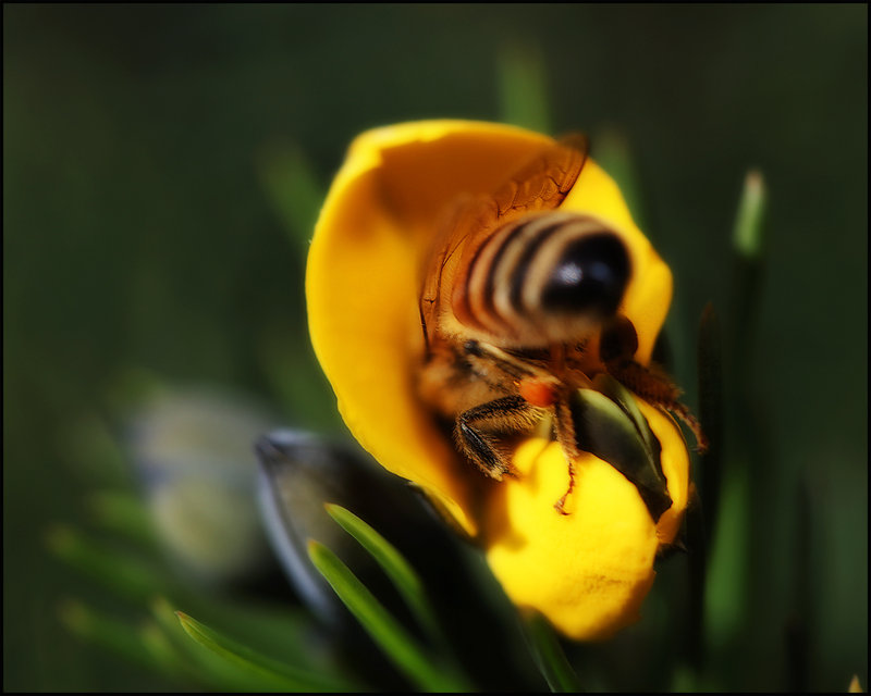 4-sept 09 macro. bee