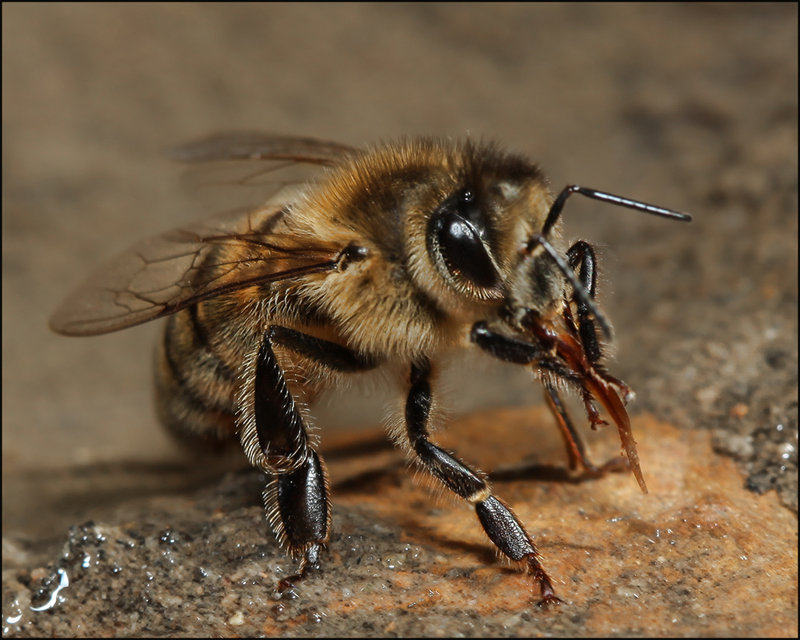 5-sept 09 macro. bee in the dam