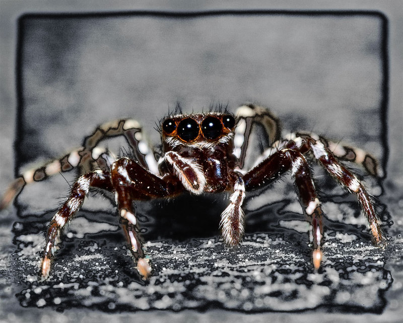6-sept 09 macro. spider