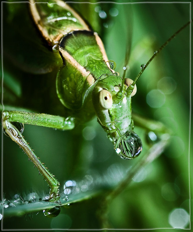 11-sept 09 macro. grasshopper and droplets