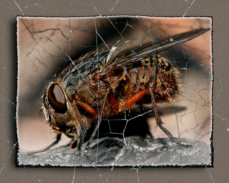 15-sept 09 macro. fly on dung