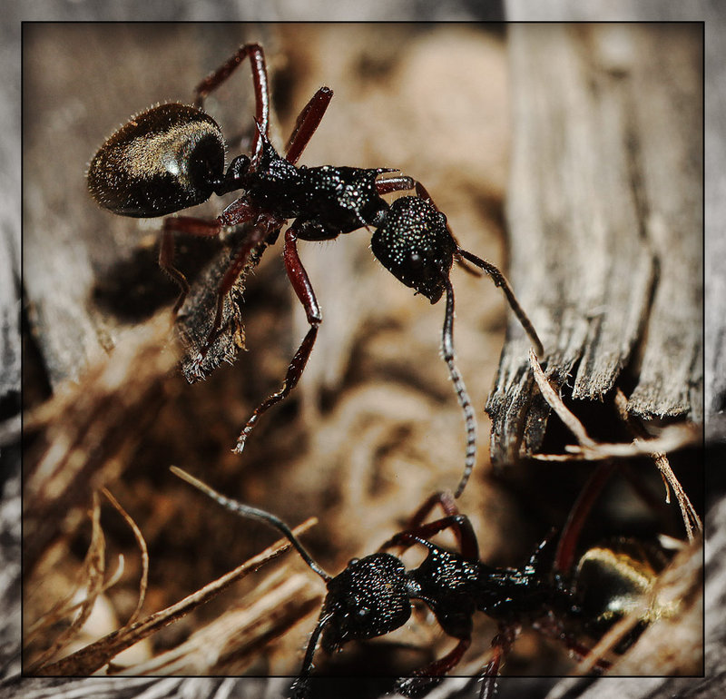 18-sept 09 macro. ants