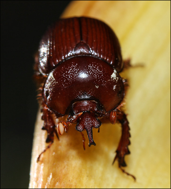 20-sept 09 macro. interesting beetle - front on