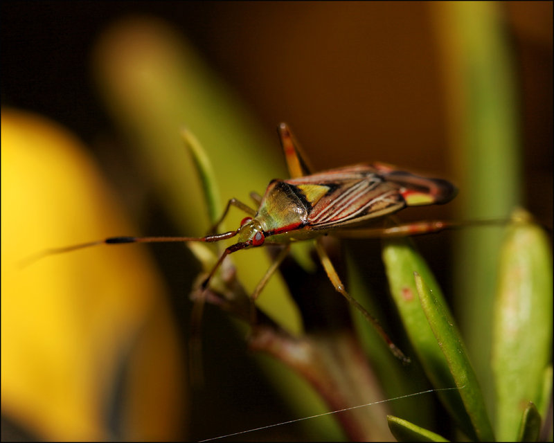 22-sept 09 macro. stink bug