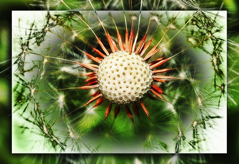 25-sept 09 macro. dandelion