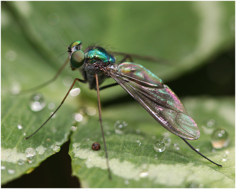 30-sept/oct 09 macro. long legged fly