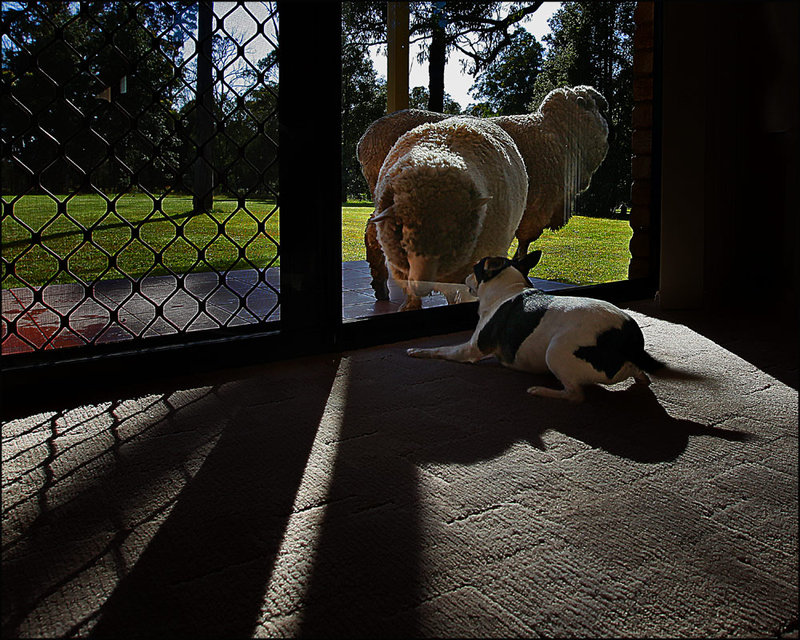 18-oct 09 your pets. katee and the sheep