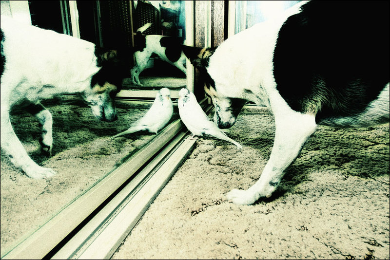 20-oct 09 your pets. reflections