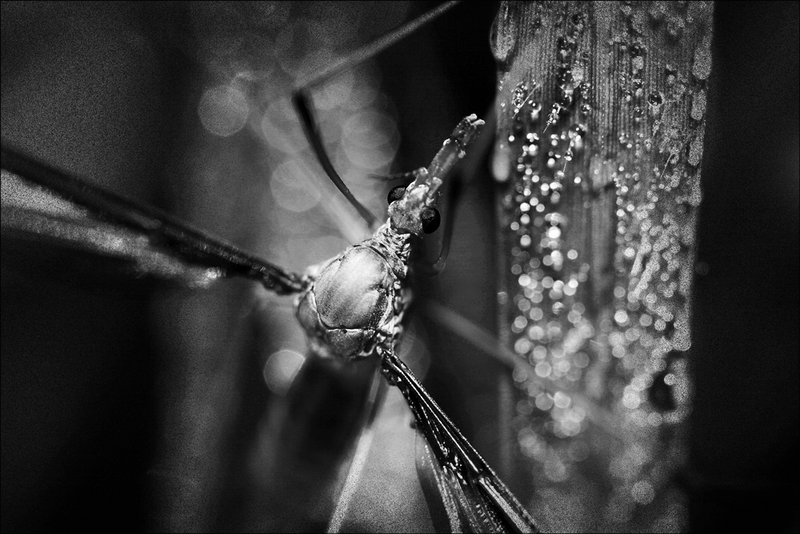 4 - crane fly and dew drops