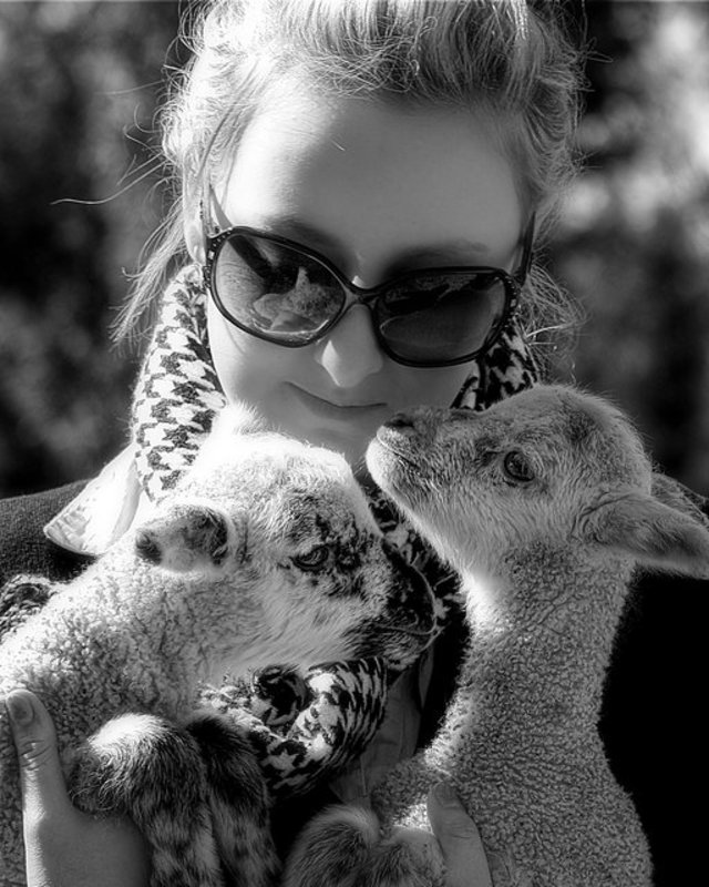 ali and lambs