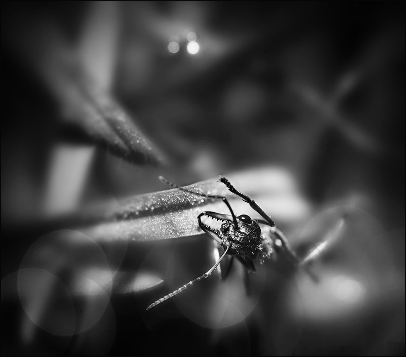 12 - stalker