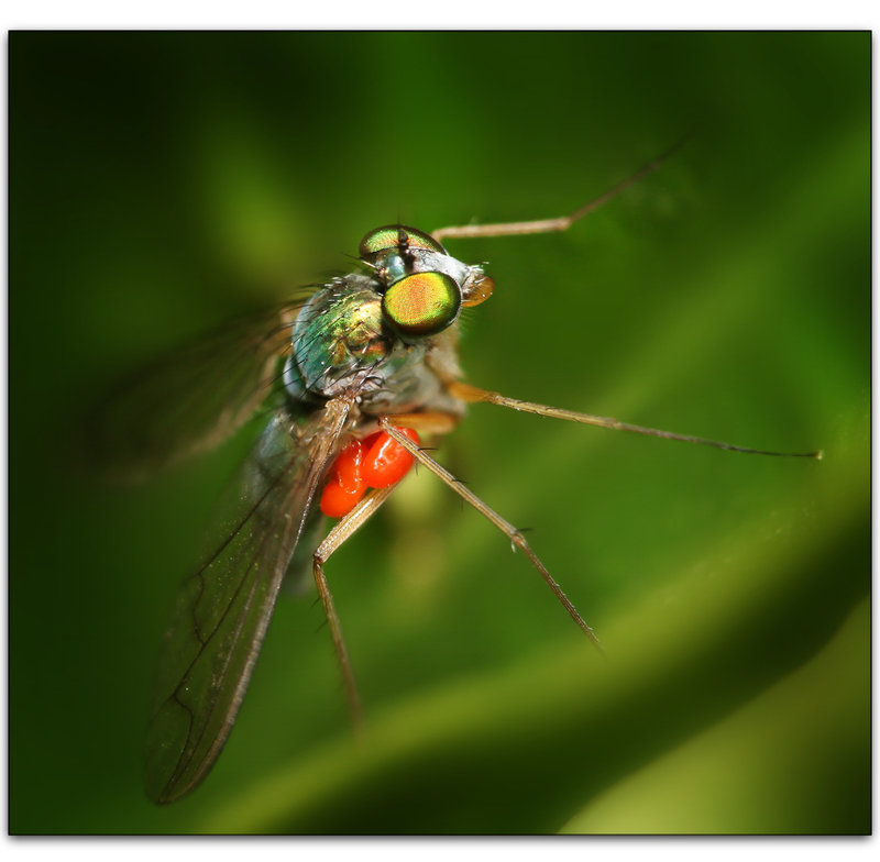 1-dec 09 whatever. Long Legged Fly & Eggs?