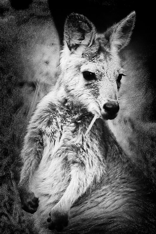 3-jan 2010. portrait of a kangaroo