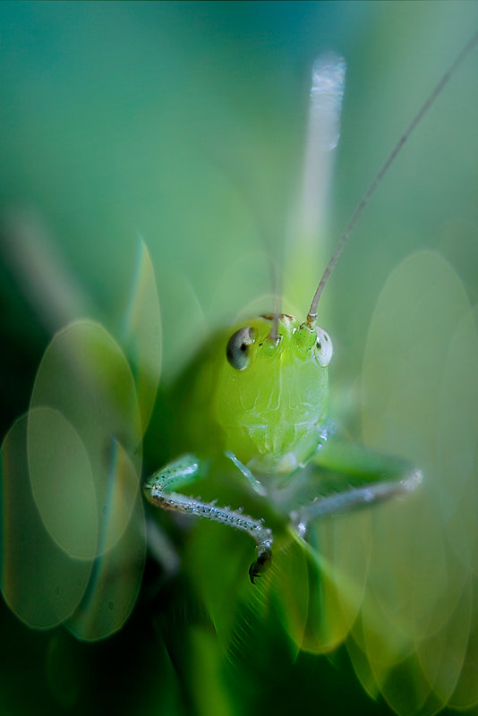 grasshopper bokeh reEdit