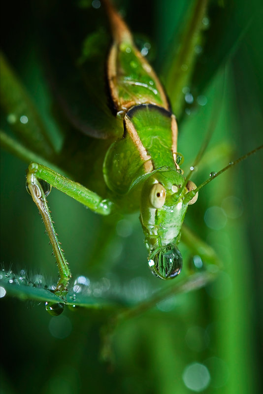 grasshopper & droplet