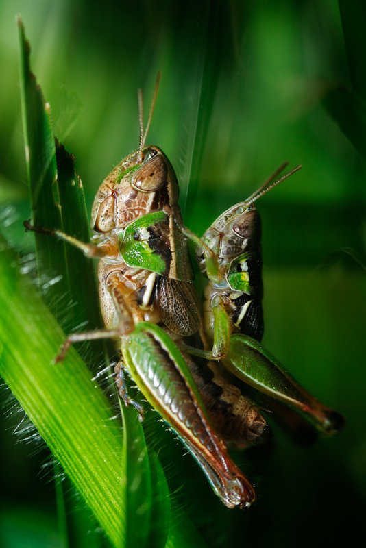 grasshoppers mating