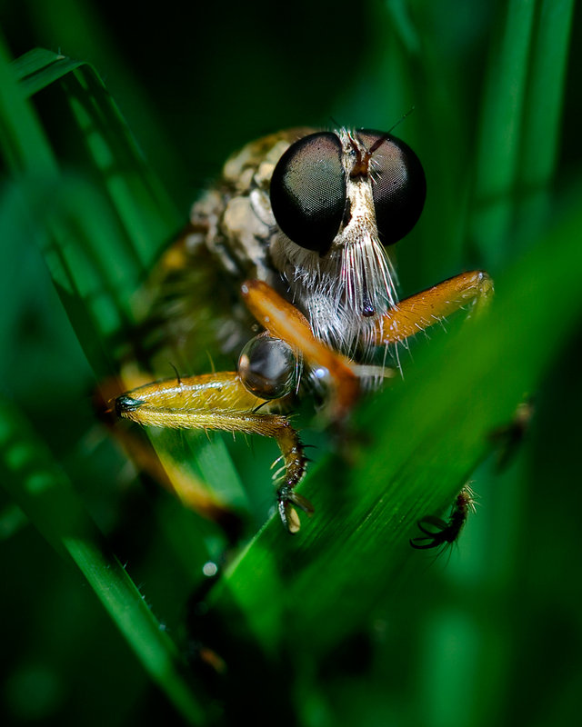 bearded warrier in grass reEdit