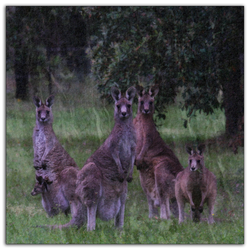 5-oct 2010 anything goes. kangaroos