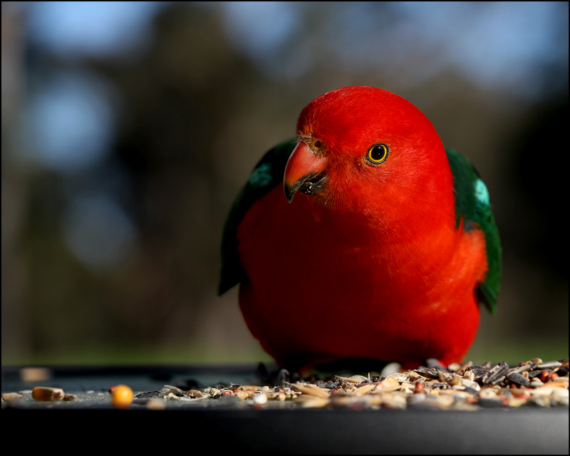 13-oct 2010 anything goes. king parrot