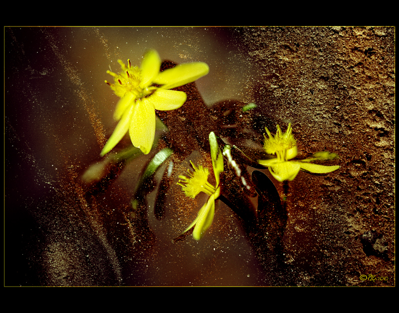 10-nov 2010 layered. small yellow flowers