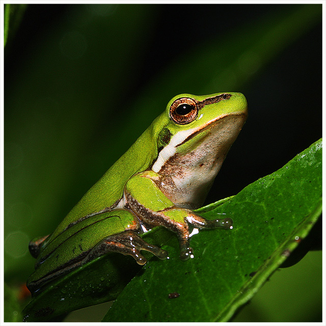 little green tree frog by roz - DPChallenge