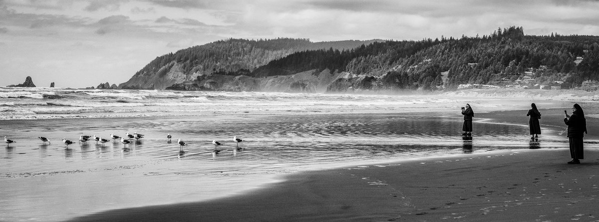 gulls and penguins