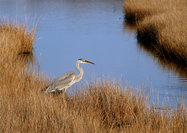 Heron along CT Coast.jpg