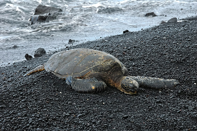 Honu-on-Black-Sand.jpg