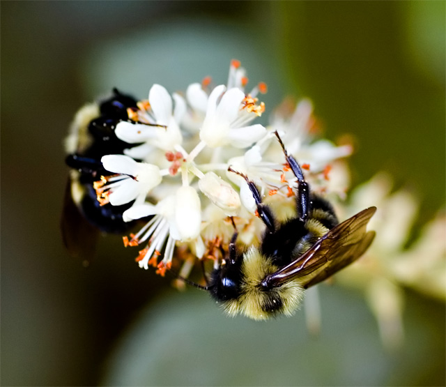 Pair of Bees