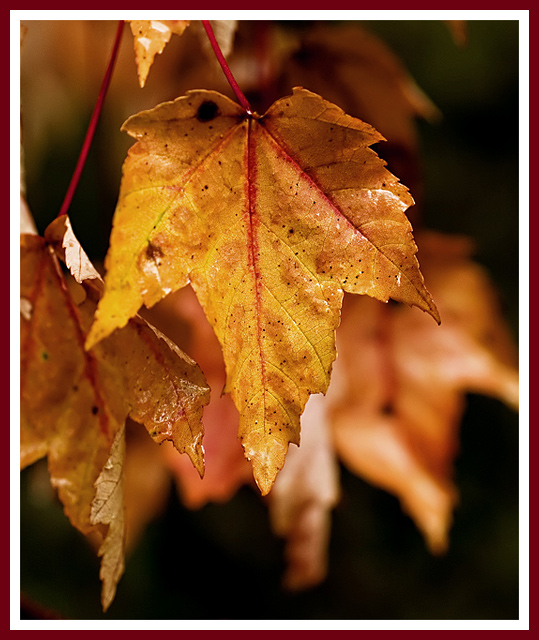 September Walkabout