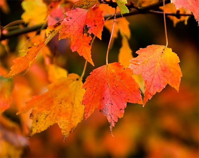 october-walkabout-5.