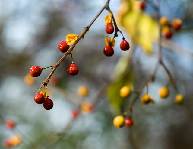 Fall Berries