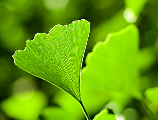 Ginko Green