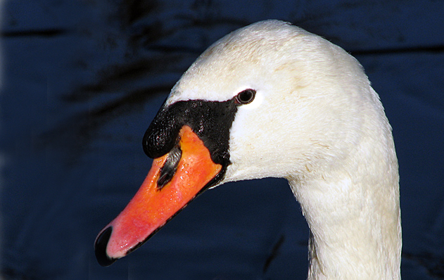 jonfrommk-swan.jpg