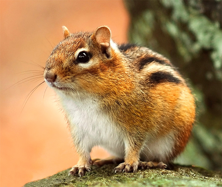 chipmunk.jpg