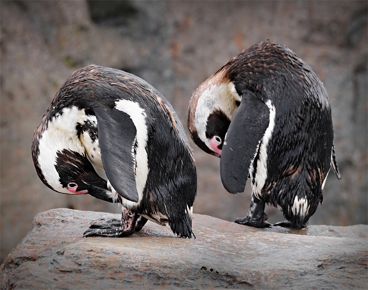 Preening Penguin Pair