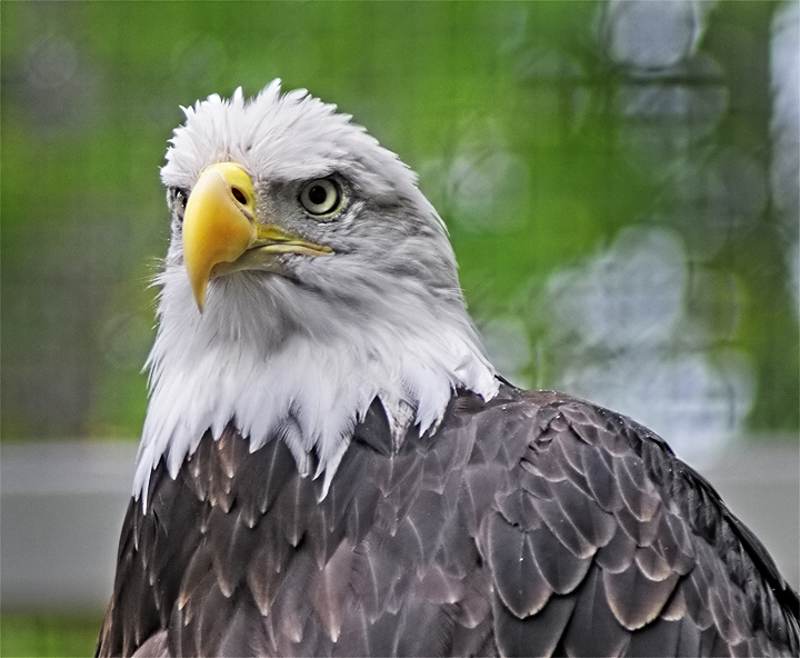 Eagle