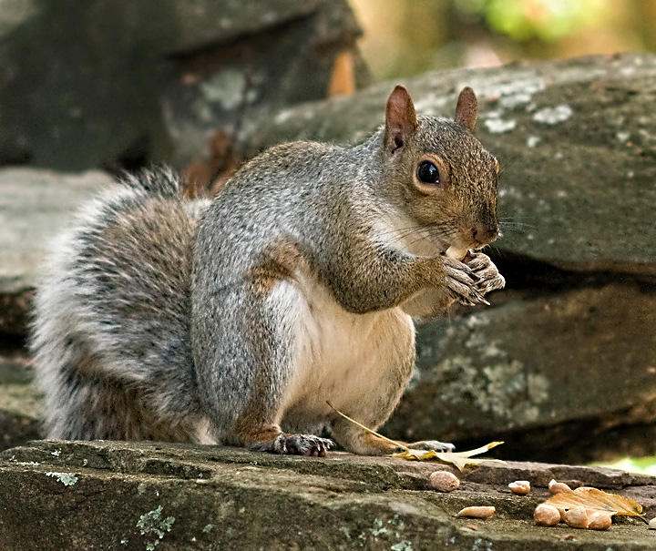 squirrel outtake