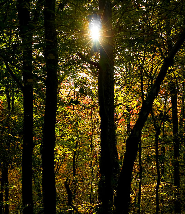 Backyard Sunburst