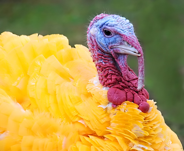  Happy Turkey Day!