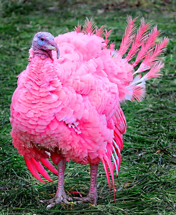 Happy Turkey Day!