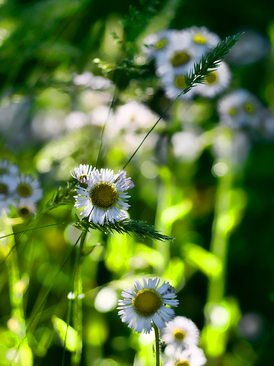 Early Morning Daisies