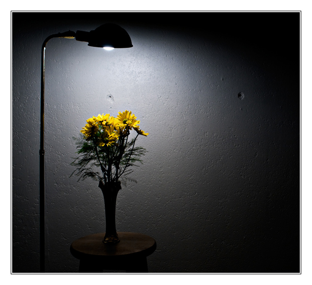 The Wallflowers