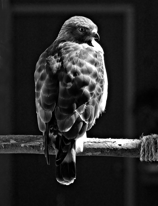Hawk in B&W