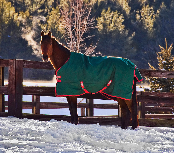 Horse in Winter